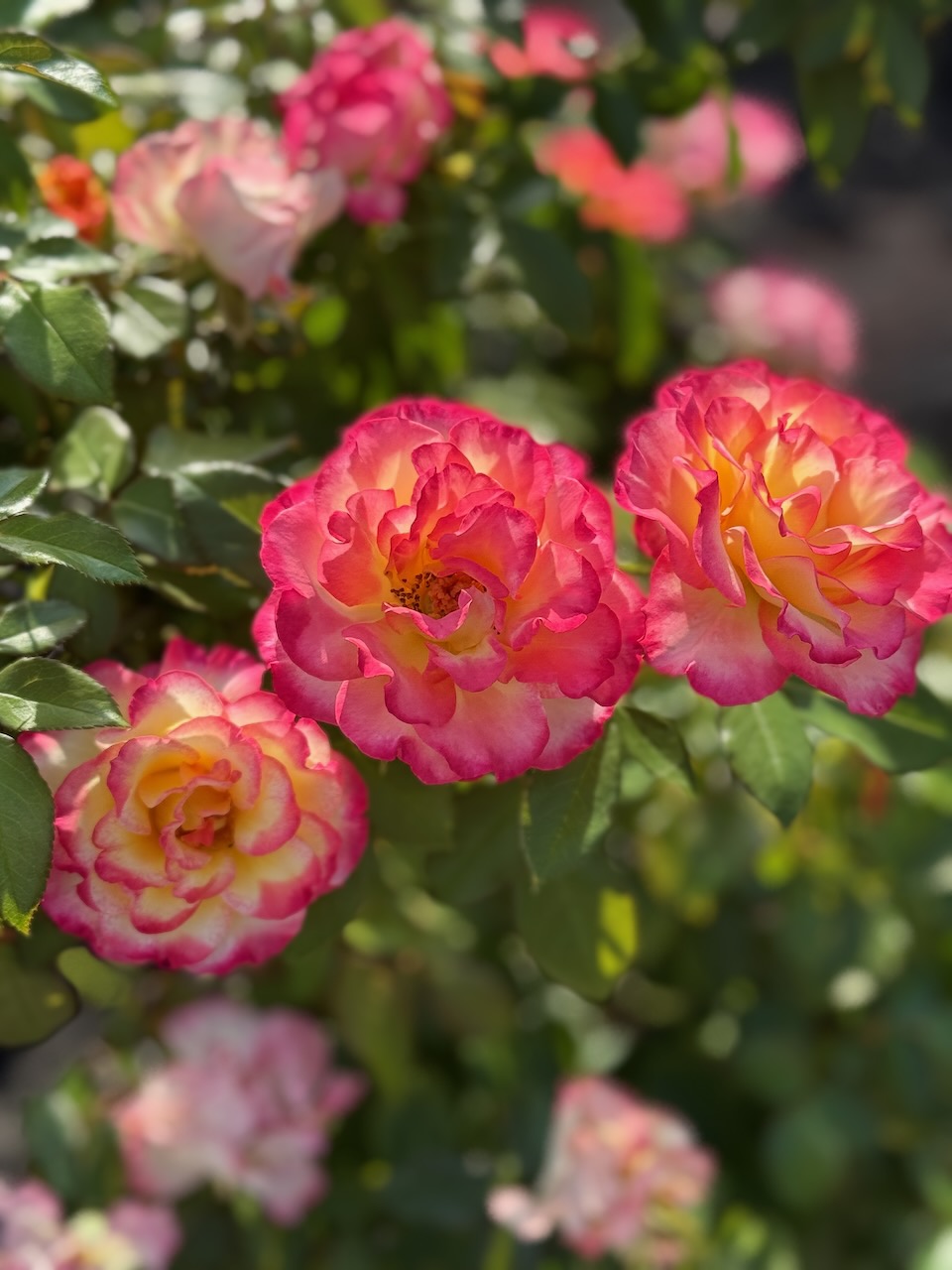 A blooming pink and yellow rose