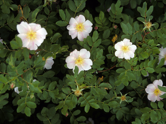 R. arkansana (original)